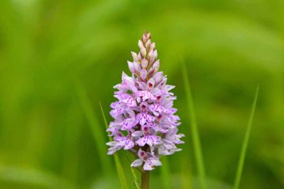 Nature in Oswestry