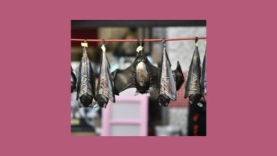 Bats hanging upside down on line