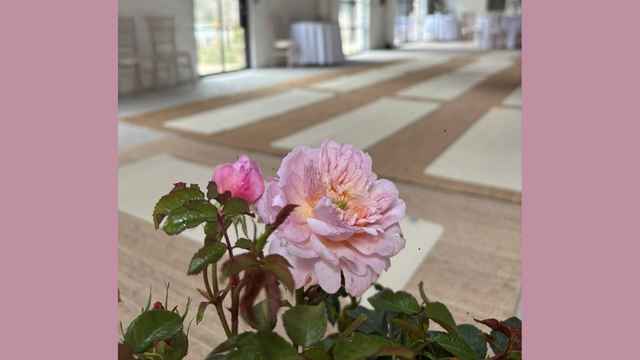 A pink rose in full bloom.